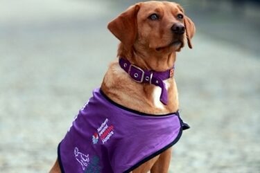 Baker Tilly Mooney Moore Sponsors NI Hospice Therapy Dog