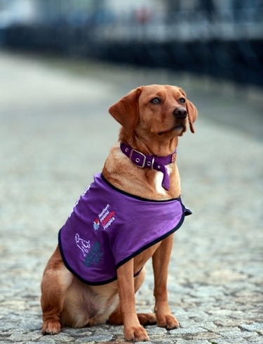 Baker Tilly Mooney Moore Sponsors NI Hospice Therapy Dog